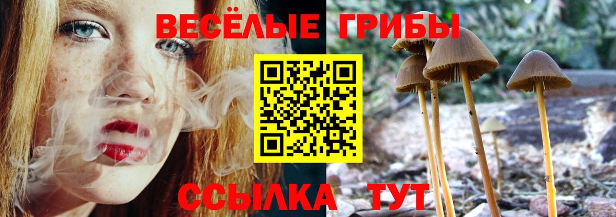 Псилоцибиновые грибы мицелий Алексин